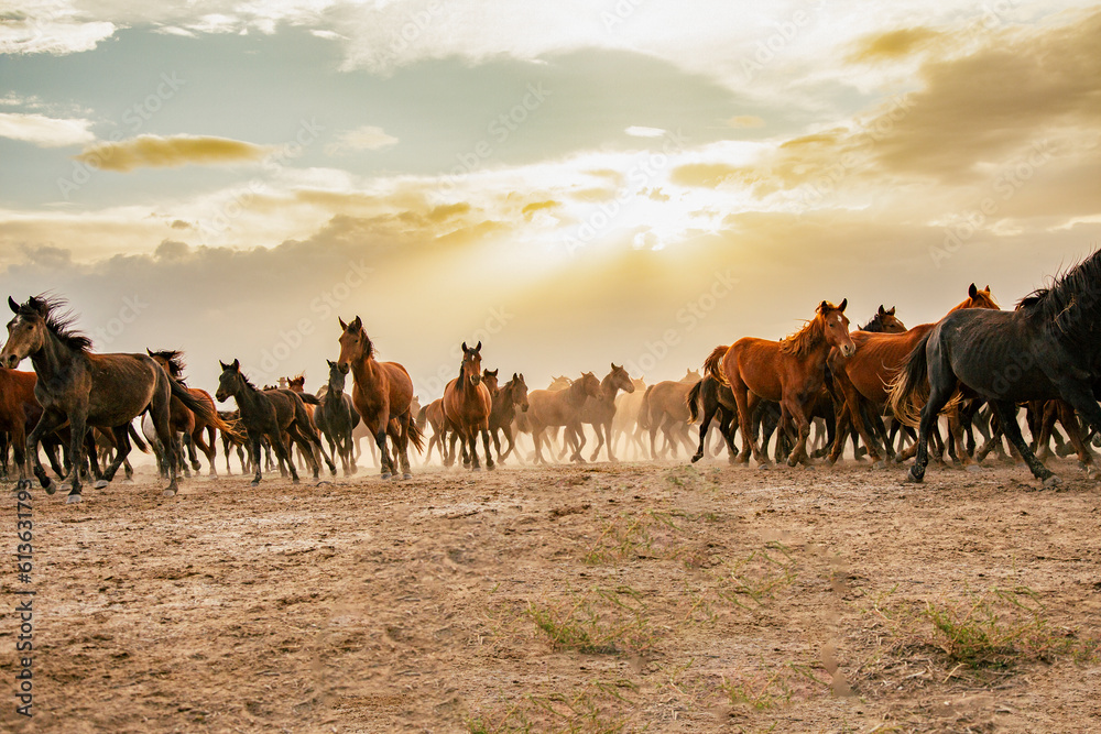 a group of horses galloping freely