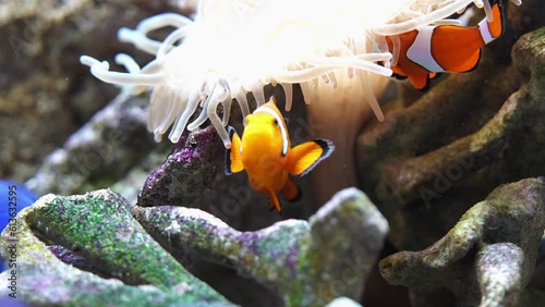 Large scale oceanarium of marine life with many species of underwater sealife. marine fish in the aquarium