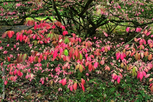 Actinidia kolomikta (Variegated Kiwi Vine) red and pink leaves at autumn season photo
