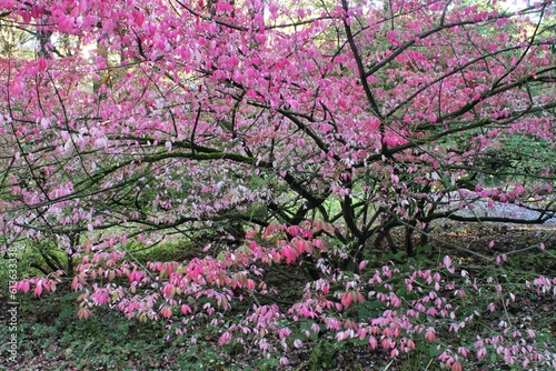 Actinidia kolomikta (Variegated Kiwi Vine) red and pink leaves at autumn season photo