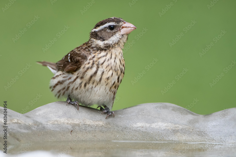 Fototapeta premium Female Rose Breasted Grosbeak Perched on Edge of Birdbath in Southern Louisiana During Spring Migration