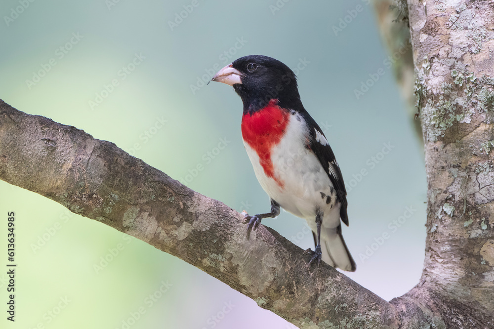 Male Rose Breasted Grosbeak Perched on Branch in American Holly Tree Male Rose Breasted Grosbeak Perched on Branch in American Holly Tree