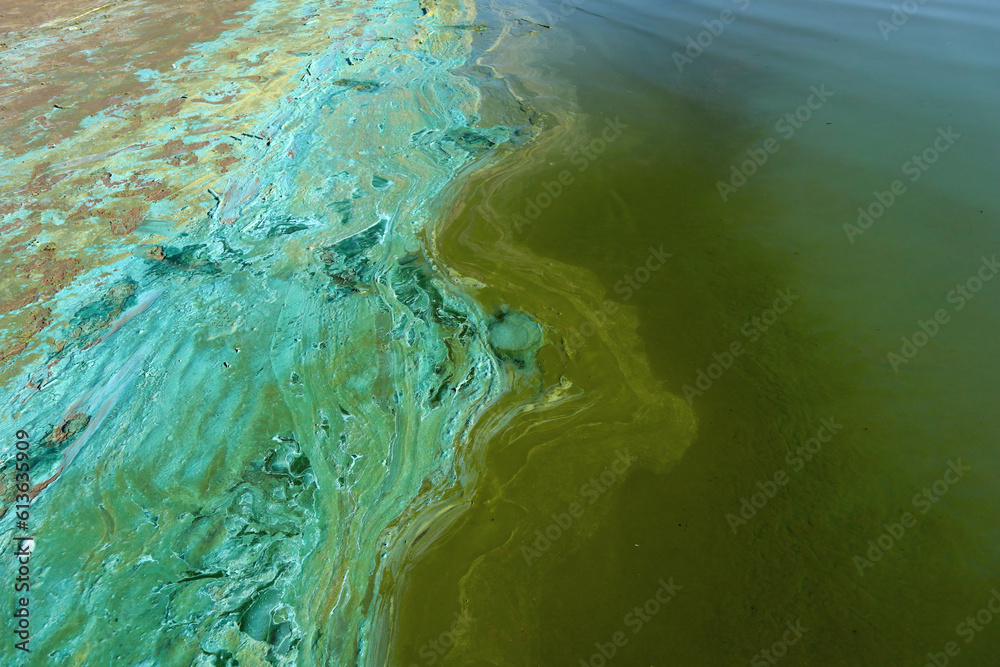 Close-up of blooming and decaying blue-green algae (cyanobacteria) on water near sea shore. Environment problem. Ecological concept of polluted nature. Close-up of blooming and decaying blue-green algae (cyanobacteria) on water near sea shore. Environment problem. Ecological concept of polluted nature.