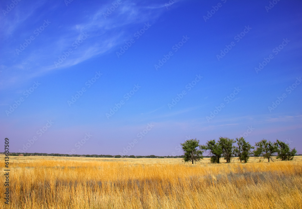 Beautiful steppe landscape: yellow field with dry grass and few green trees at the background of blue sky and distant wood. Calm scenic view in Stavropol krai, South Russia, Europe, Planet Earth