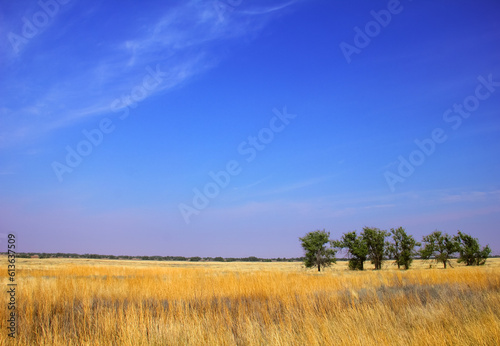 Beautiful steppe landscape  yellow field with dry grass and few green trees at the background of blue sky and distant wood. Calm scenic view in Stavropol krai  South Russia  Europe  Planet Earth