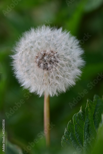 fluffy dandelion head