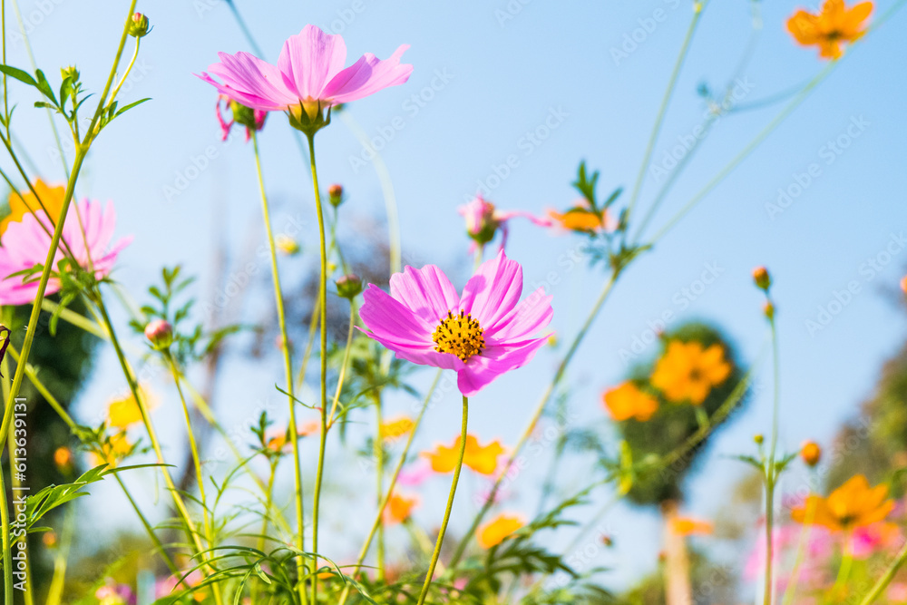 Cosmos flowers are blooming in garden with bright sky. Cosmos flowers are blooming in garden with bright sky.