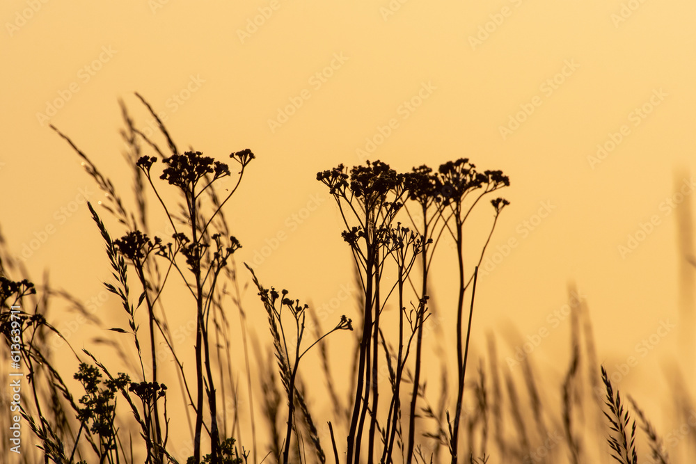 Obraz premium Wildflowers with sunset background