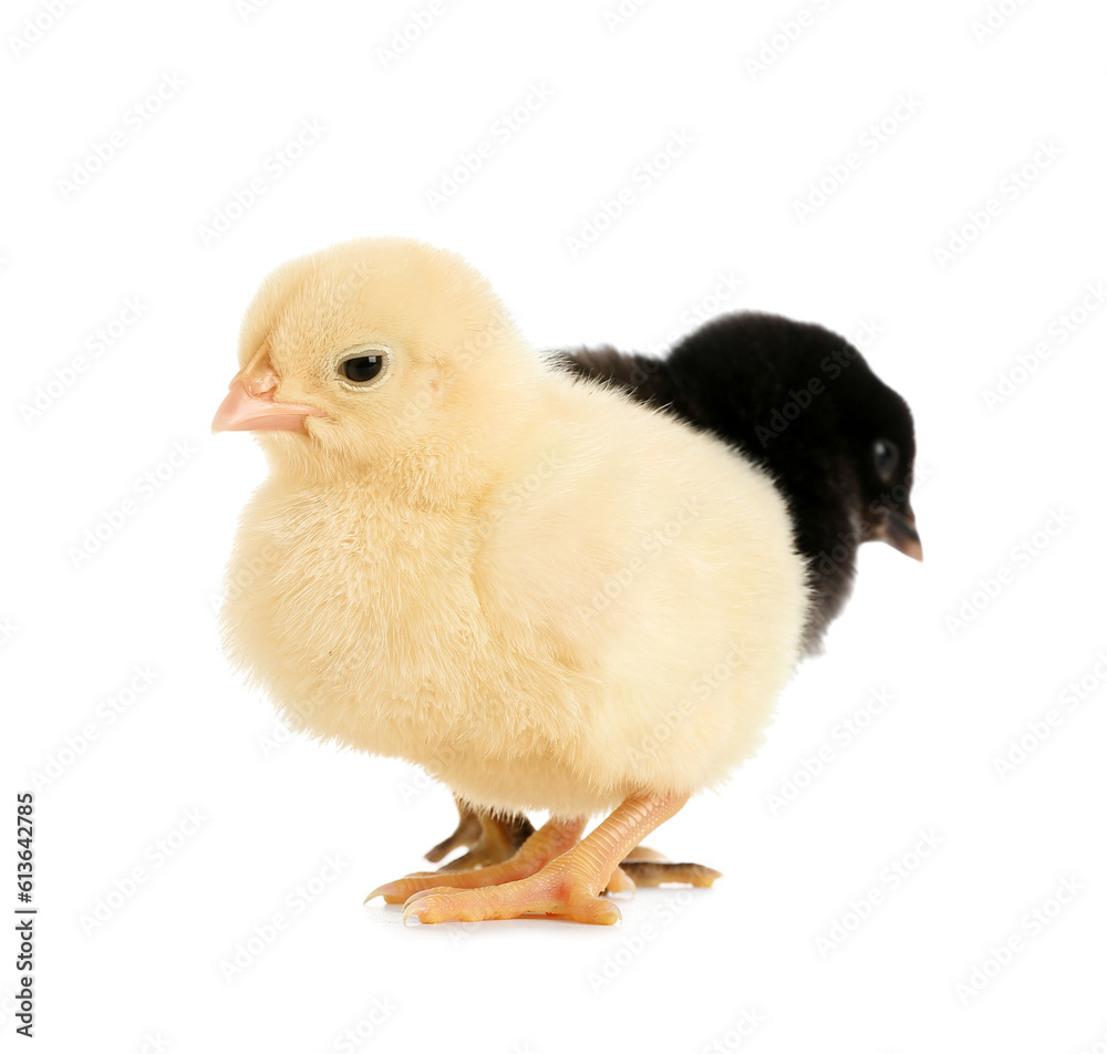 Obraz premium Cute little chicks on white background