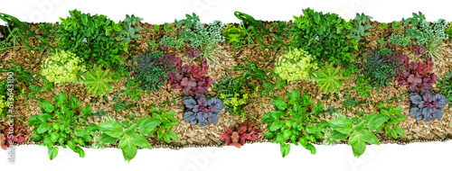 Jardin d'été avec massif et plantes avec feuilles, fleurs et paillis. Banderole, bannière, fond avec arrière plan transparent pour les plans d'aménagement paysager et les dessins d'architecture.