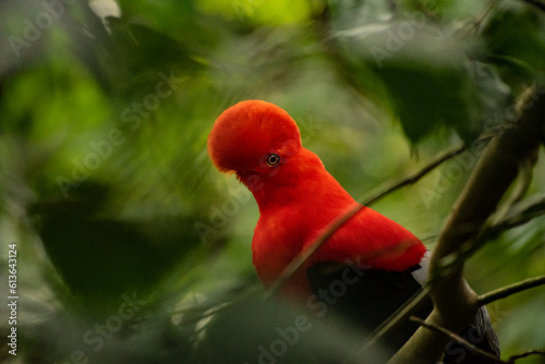 Andean cock-of-the-rock in the beautiful nature habitat, Peru, wildlife pictures, symbol of Peru