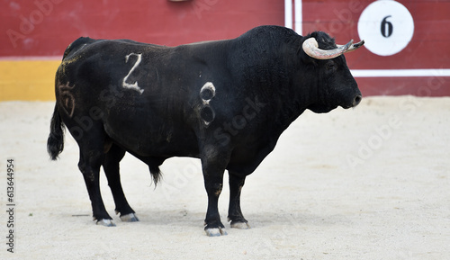 strong bull with big horns in spain