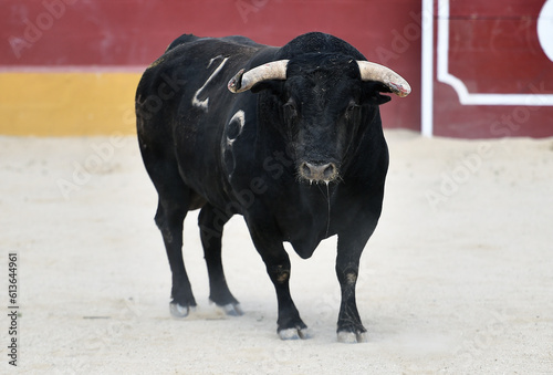 strong bull with big horns in spain