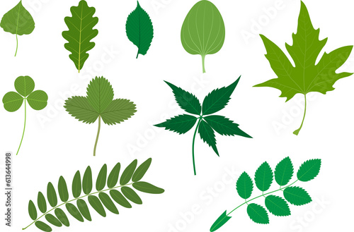 Set of green leaves. Examples of simple and compound leaves. Poplar  oak  elm  Plantago major  Platanus orientalis  clover  strawberry  Parthenocissus quinquefolia  honey locust  Rosa canina.