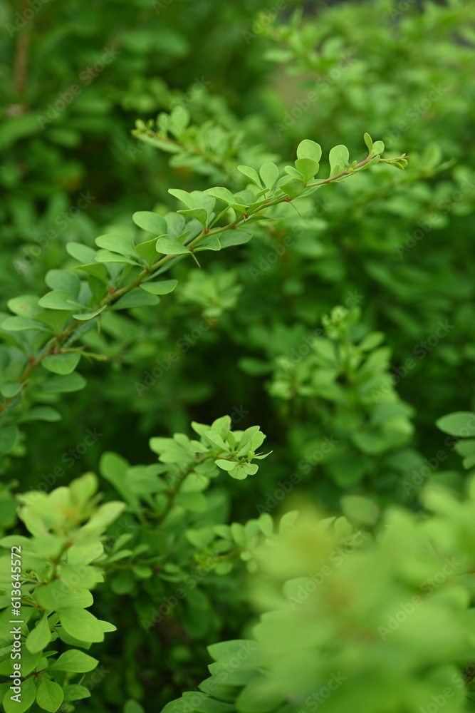 green young branches of the bush, bright green leaves close up, green spring background green young branches of the bush, bright green leaves close up, green spring background