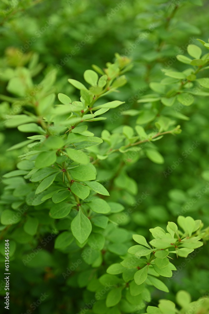green leaves as a background, the concept of sustainable development green leaves as a background, the concept of sustainable development
