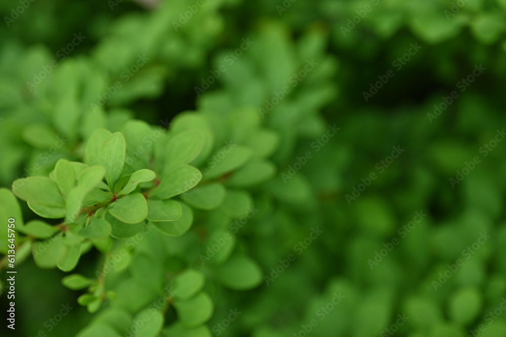green young branches of the bush, bright green leaves close up, green spring background green young branches of the bush, bright green leaves close up, green spring background