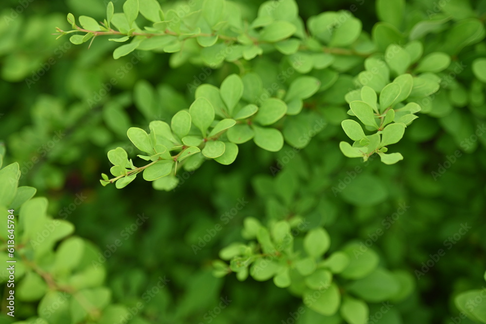 green young branches of the bush, bright green leaves close up, green spring background green young branches of the bush, bright green leaves close up, green spring background