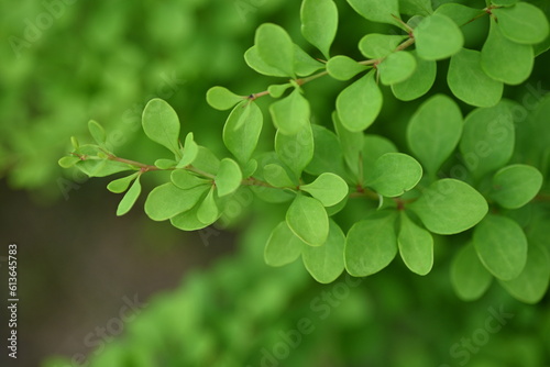 green young branches of the bush  bright green leaves close up  green spring background 
