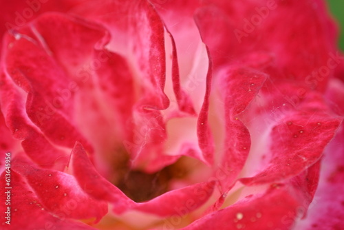 Close-up texture of pink rose flower as background, texture of rose petals, blank space for inscription