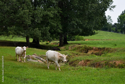 baby cows walking in a field 