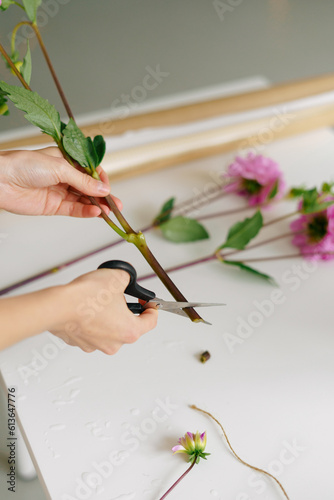 Fototapeta Naklejka Na Ścianę i Meble -  Vertical image of a woman's hand cutting a dahlia before arranging it into a bouquet on the table