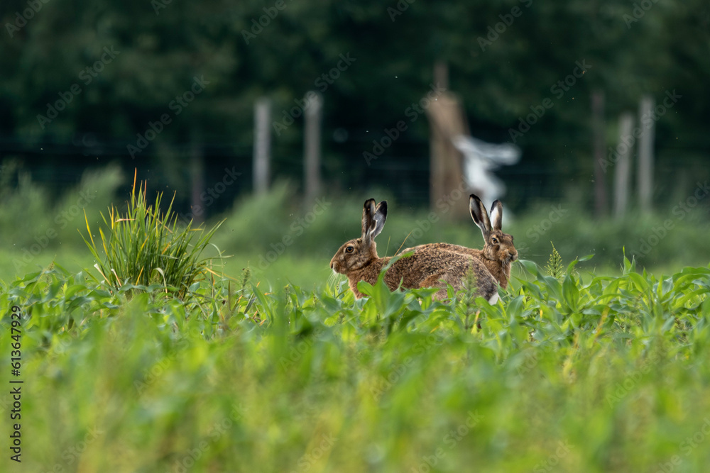 Obraz premium zające na łące zielonej zielona trawa