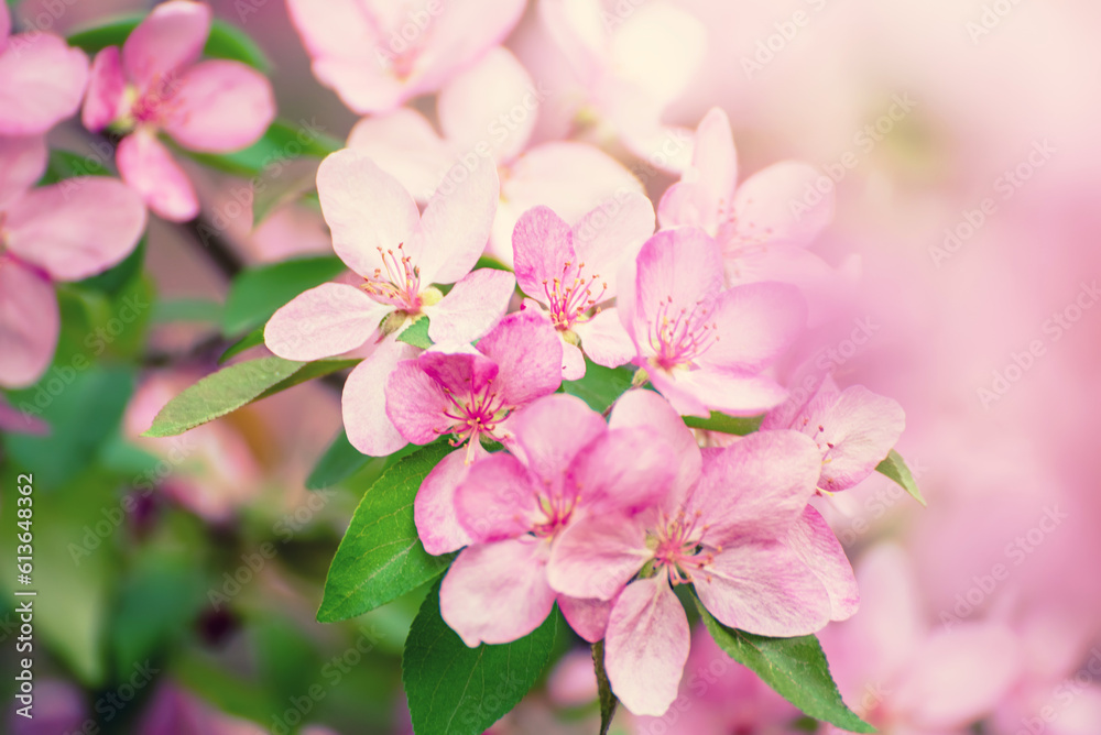 Apple tree flower Apple tree flower