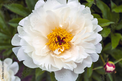 White blooming peony flower with yellow centre.