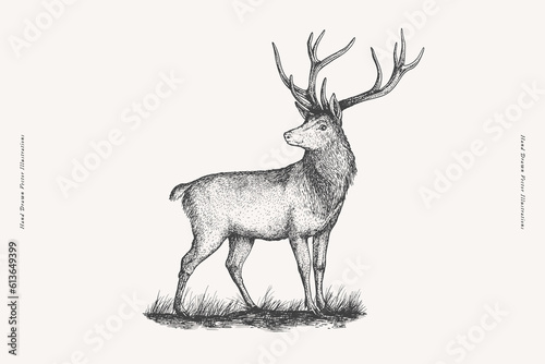 Noble deer in graphic style. Maral on a light background. Herbivore of the forest. Vector vintage illustration.