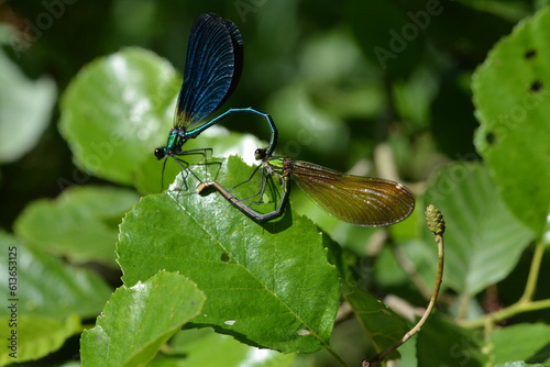 accouplement de libellules photo