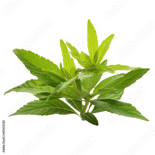 Lemon verbena isolated on transparent background. Generative AI