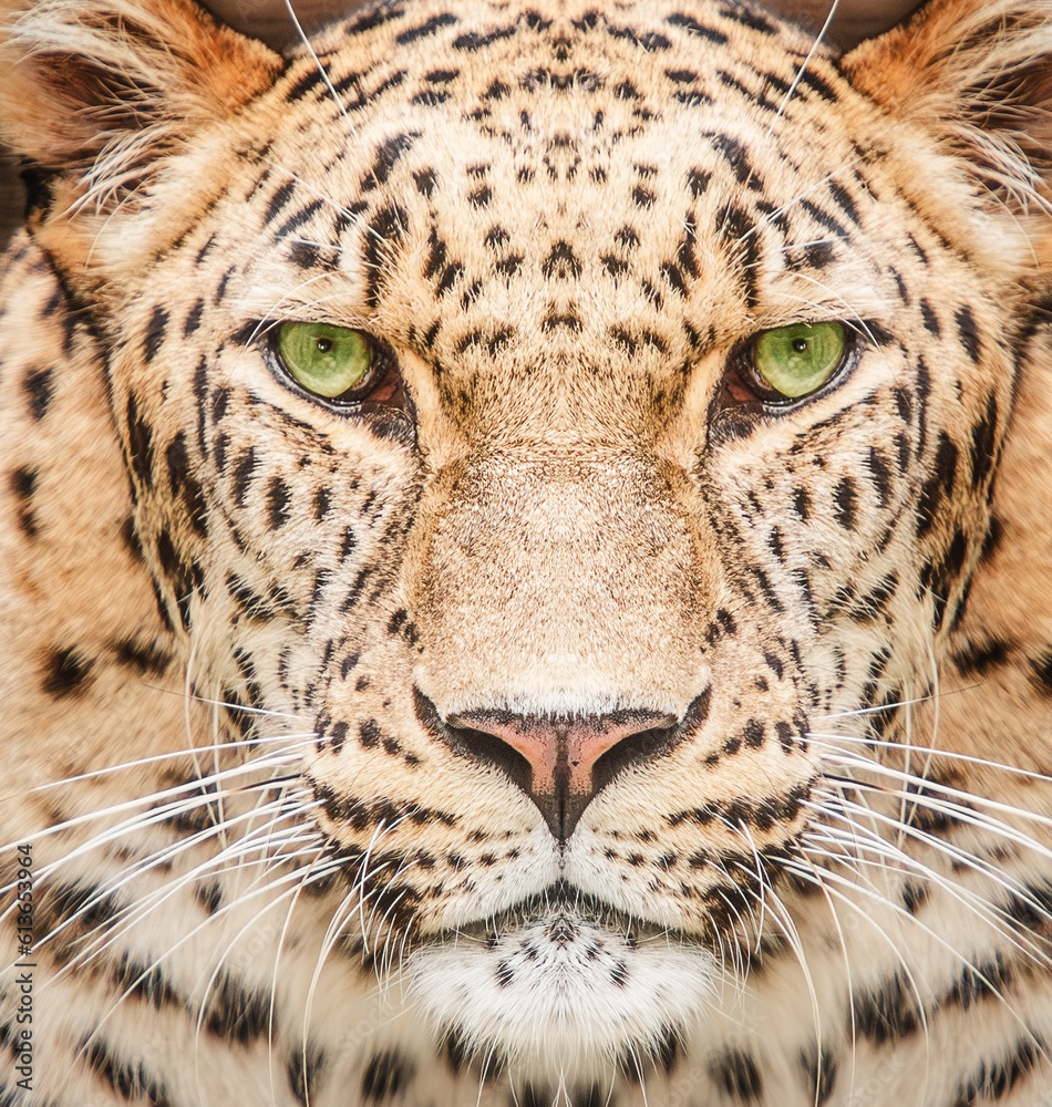 Photography Poster Close-up leopard portrait with green eyes