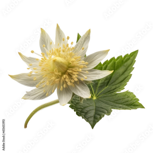 Goldenseal isolated on transparent background. Generative AI photo