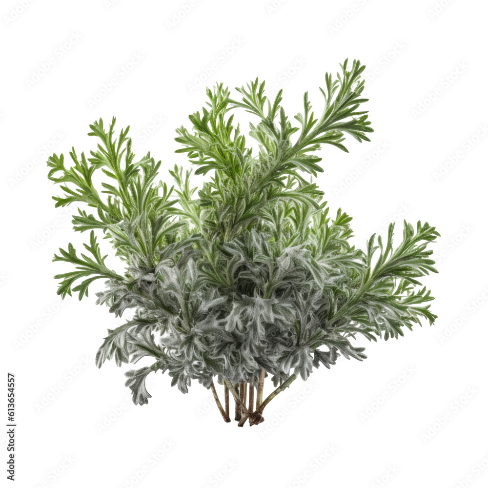 Wormwood isolated on transparent background. Generative AI Wormwood isolated on transparent background. Generative AI
