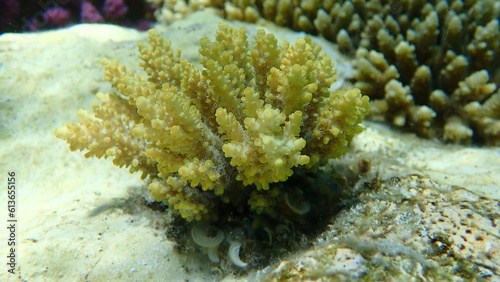 Polyp stony coral Acropora subulata undersea  Red Sea  Egypt  Sharm El Sheikh  Nabq Bay