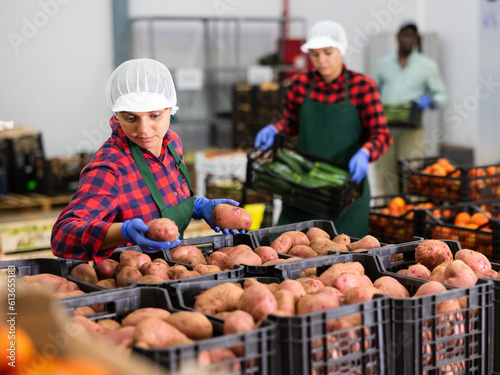 Hardworking young farmer woman inspects potatoes from crates working in the production of a vegetable depot