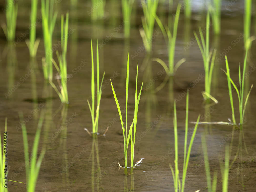 田植えが終わった水田 田植えが終わった水田