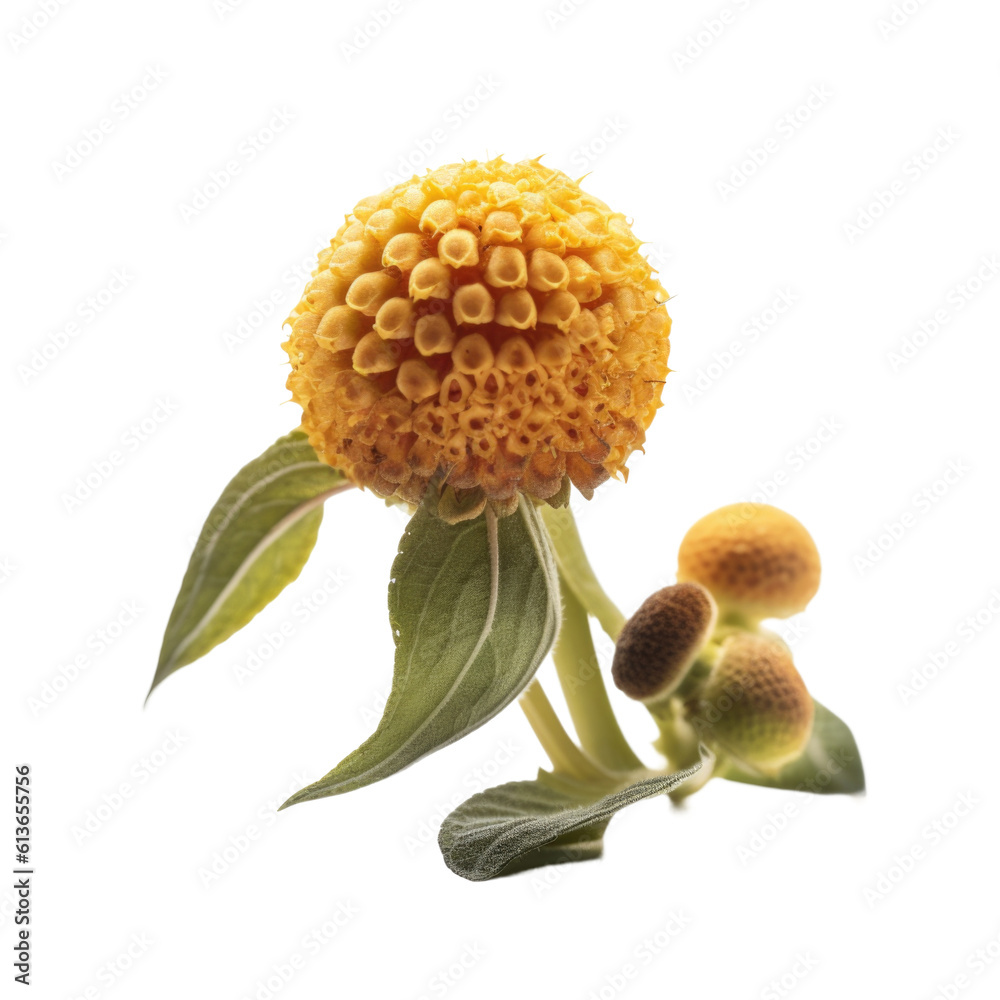 Spilanthes isolated on transparent background. Generative AI Spilanthes isolated on transparent background. Generative AI