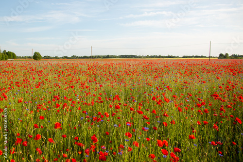 Field of red poppies and cornflowers at sunset