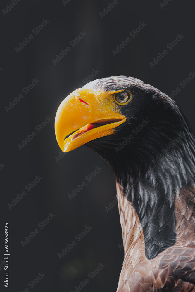 Obraz premium large brown eagle on a tree stump branch portrait