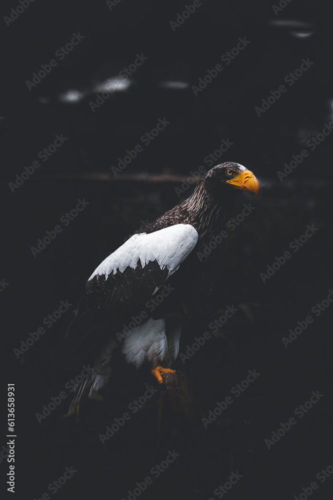 Fototapeta premium large brown eagle on a tree stump branch