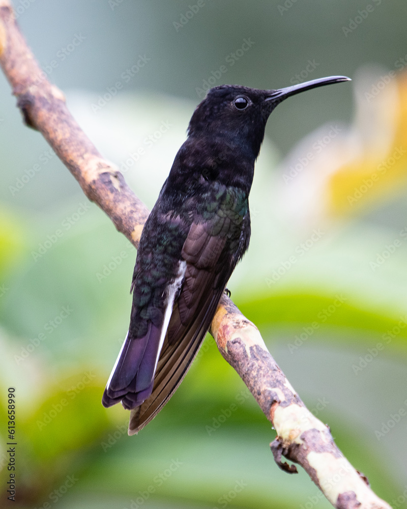 Fototapeta premium black hummingbird