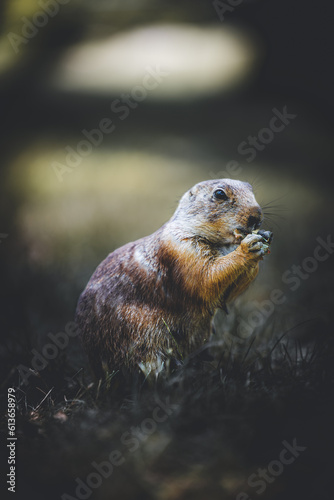 prairie dog eating in a forest field amongst the leaves and grass