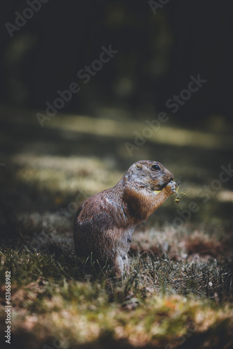 prairie dog eating in a forest field amongst the leaves and grass marmot squirrel