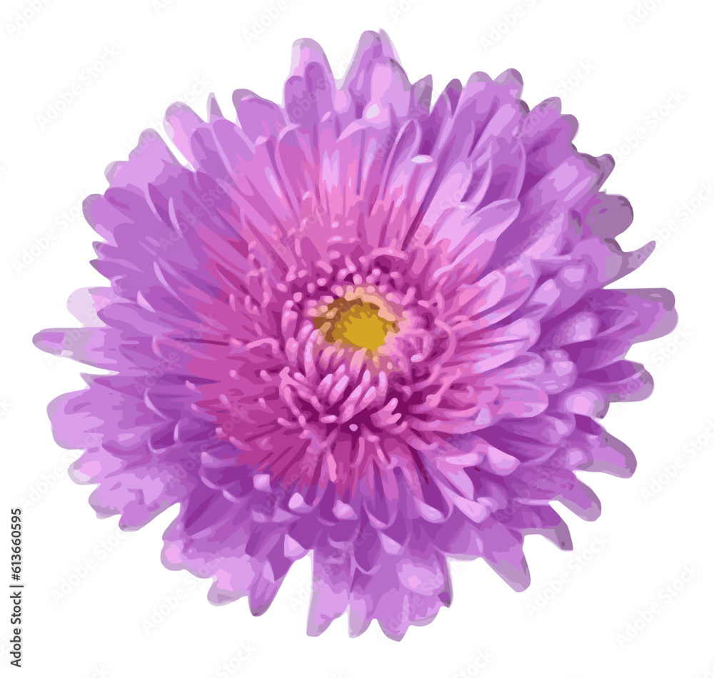 aster flower isolated on white aster flower isolated on white