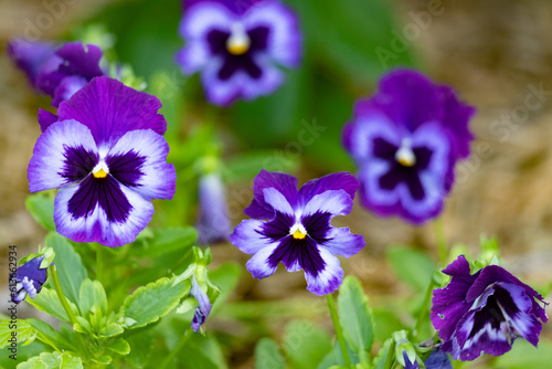 Violet and black face flowers