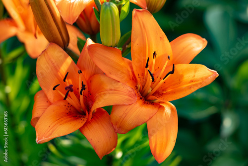 Orange tiger lily