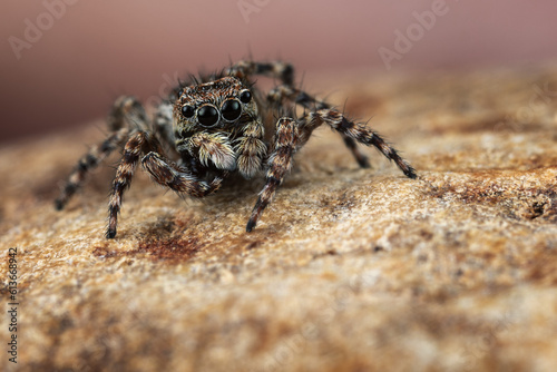 A brown shaggy hairy jumping spider on a brown rotten tree bark