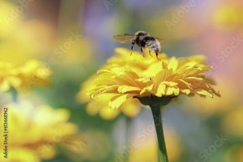 A bumblebee flying off a yellow flower blossom. Colorful beautiful blurred summer meadow background